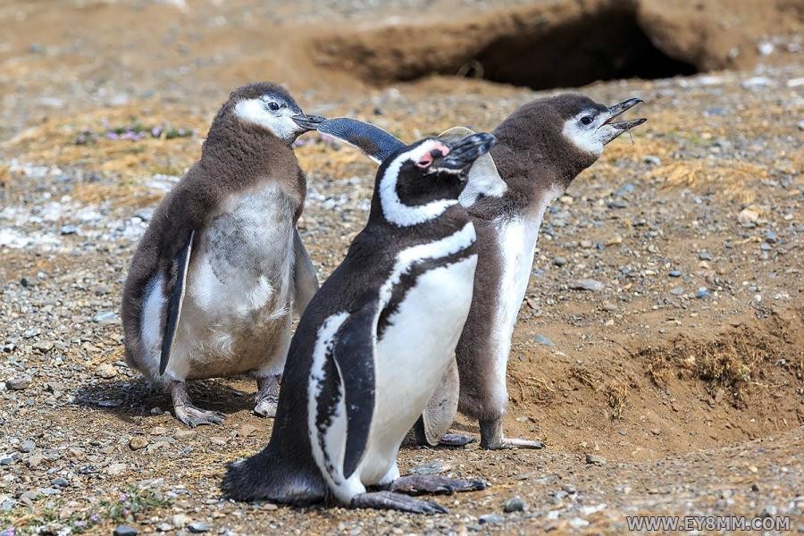 CE8/EY8MM Penguins, Magdalena Island, Magallanes Region, Chile.