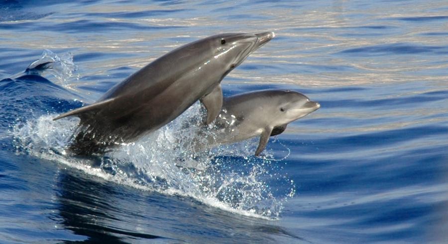 EA8/DL9XJ Dolphins, Tenerife, Canary Islands.