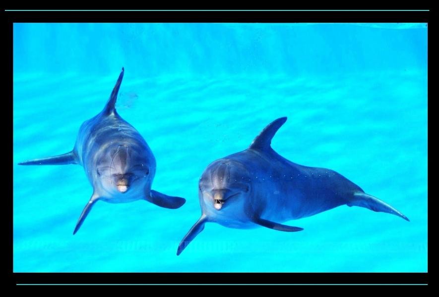 EA8/SM0BRF Dolphins, Maspalomas, Gran Canaria, Canary Islands.