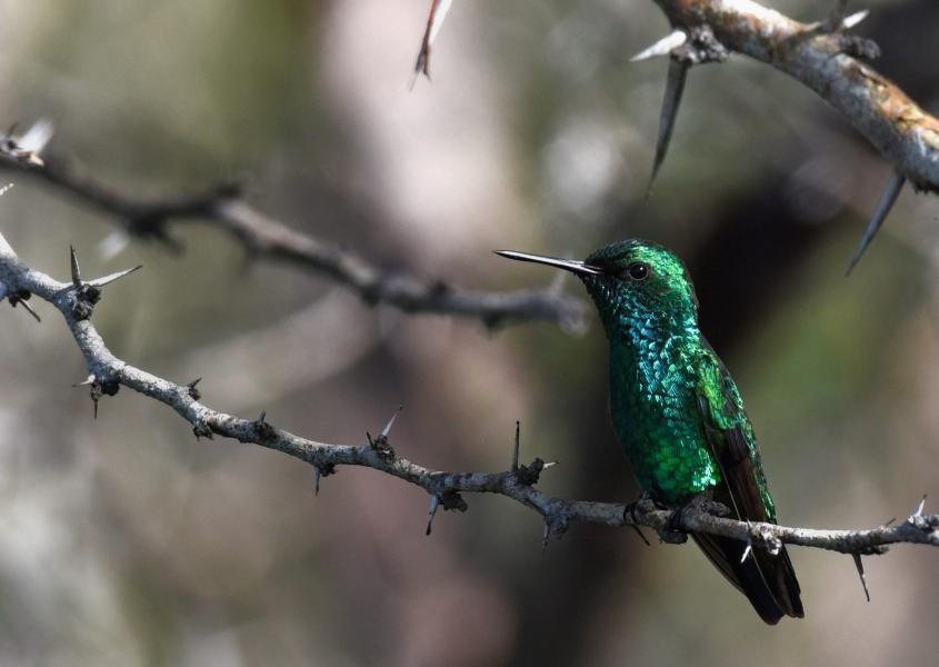 PJ2ND Curacao Island January 2018 Blue-tailed Emerald Hummingbird.