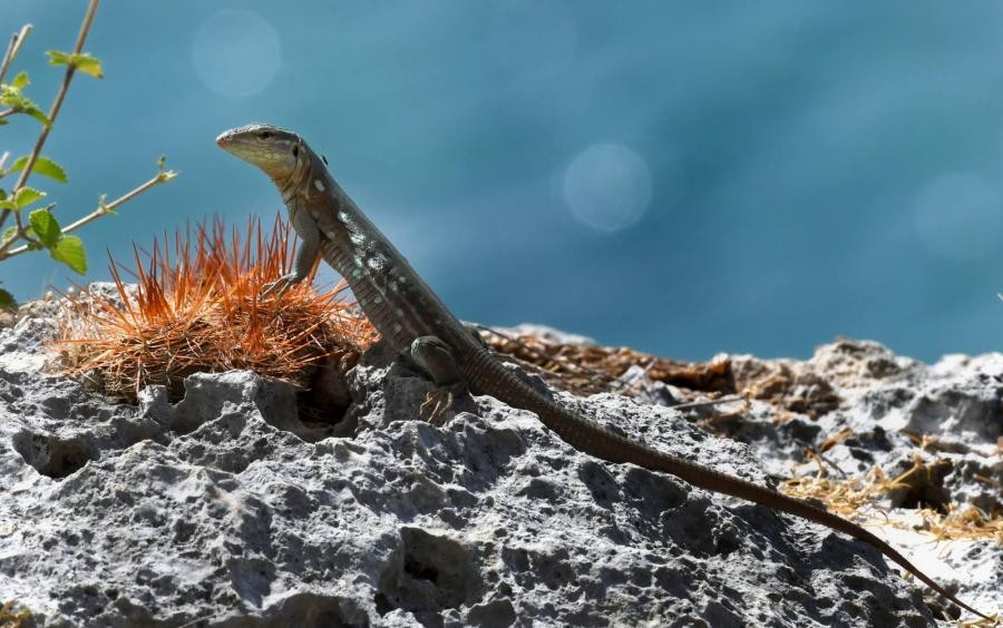 PJ2ND Curacao Island 2018 Blue Whiptail Lizard