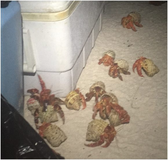 KH1/KH7Z Baker Island Crabs