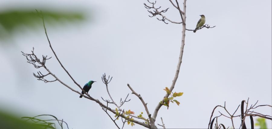 5H1TMM Sunbirds, Unguja Island, Zanzibar, Tanzania.
