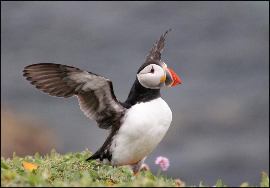 EJ6KP Puffin, Great Saltee Island