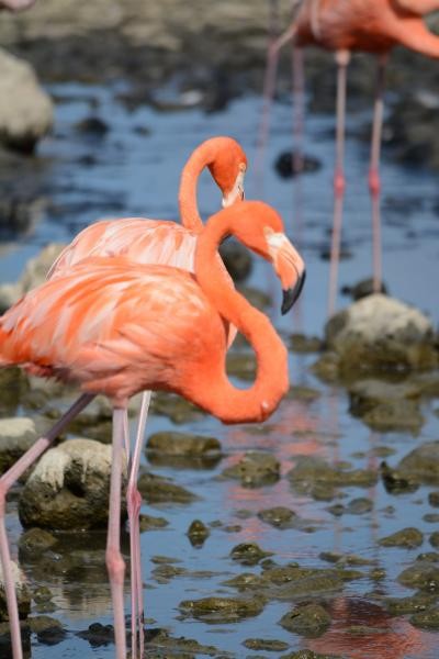 PJ4/PB2T Flamingo, Bonaire Island. DX News
