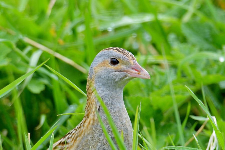 GB5BOH Corncrake, Island of Barra.