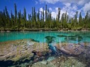 TX8B New Caledonia