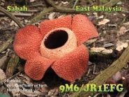 9M6/JR1EFG Sabah Borneo Island