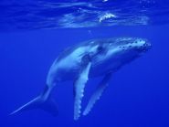 E6CW Niue