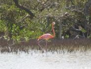 ������� PJ4/PE1MAE