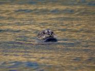 ������� �������� XF1C