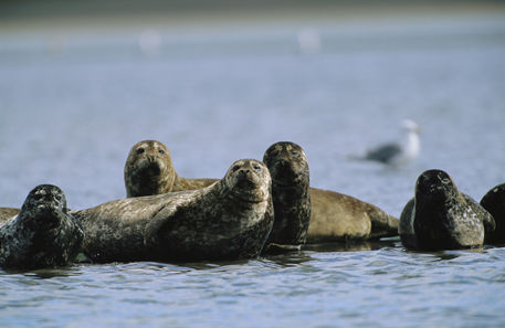 Остров Адак DX Новости Остров Адак DX Новости