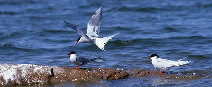 Аландские острова OG0W Птицы Аландские острова OG0W Птицы