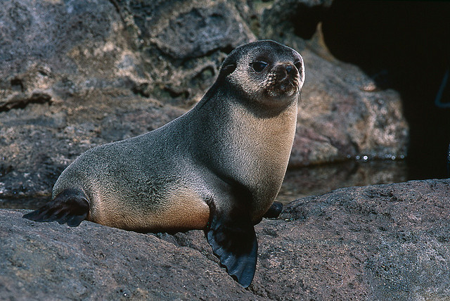 Amsterdam Island FT8ZM 2014