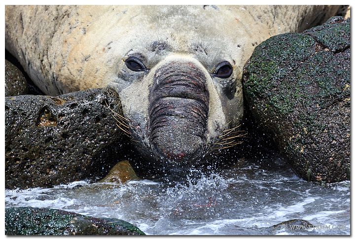 Остров Амстердам FT5ZM EY8MM Морской слон Остров Амстердам FT5ZM EY8MM Морской слон