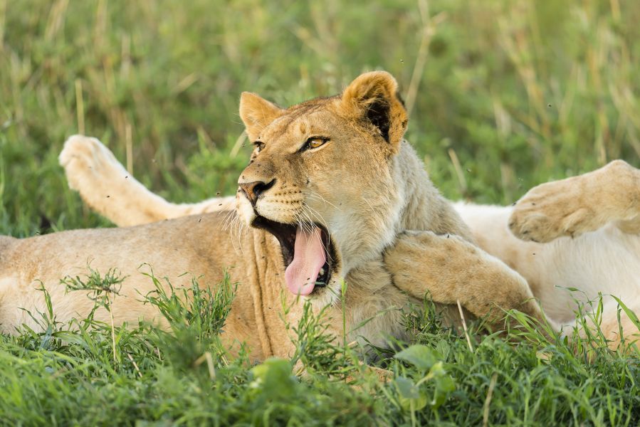 Ангола D2/HB9EFK DX Новости Ангола D2/HB9EFK DX Новости