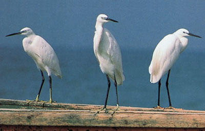 Angola D2CE DX News Angola D2CE DX News