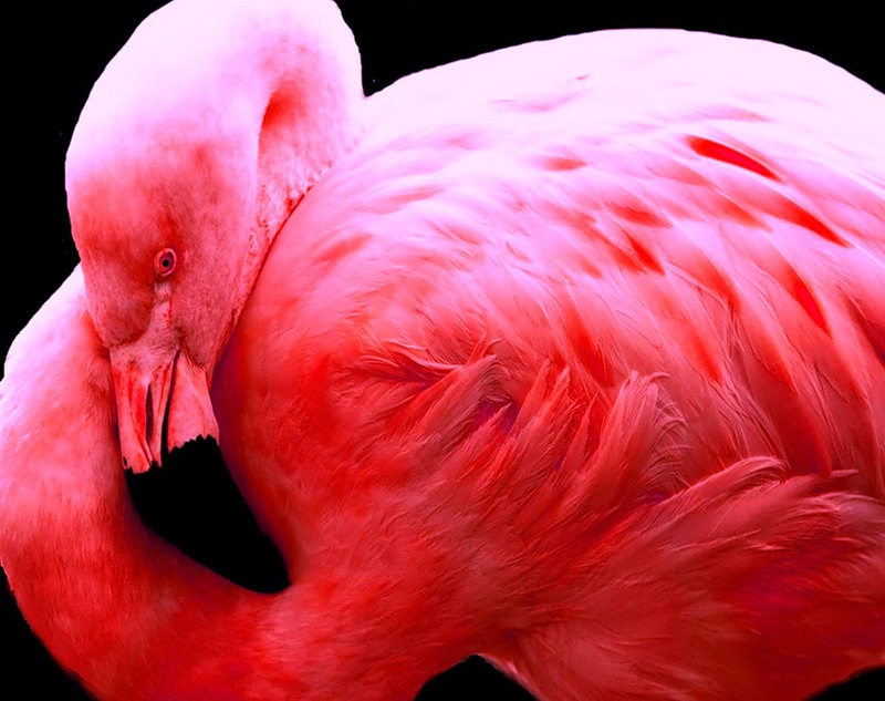 Аруба P40A Фламинго Аруба P40A Фламинго