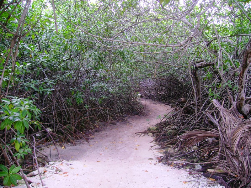   P40F P4/R5GA DX  2013