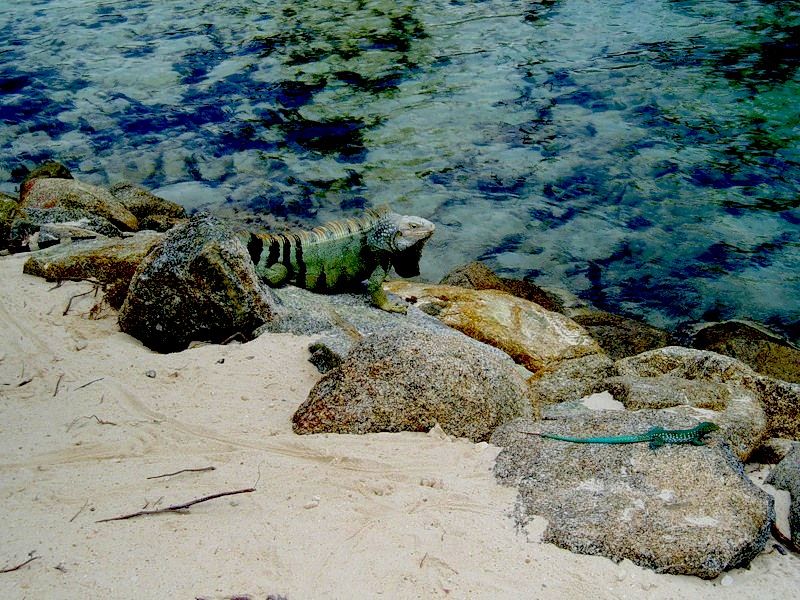 Остров Аруба P40JH P40R  Остров Аруба P40JH P40R