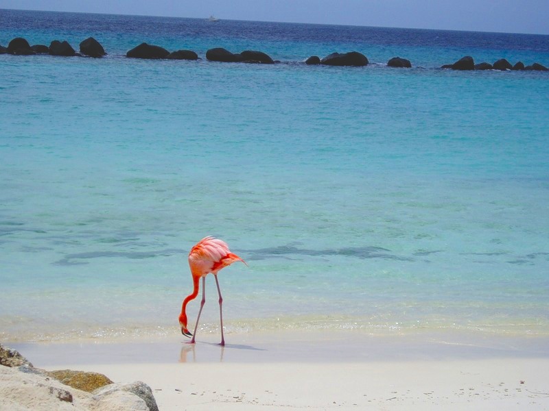 Aruba P40P 2011 Aruba P40P 2011