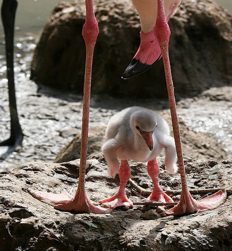 Aruba P40V Aruba P40V