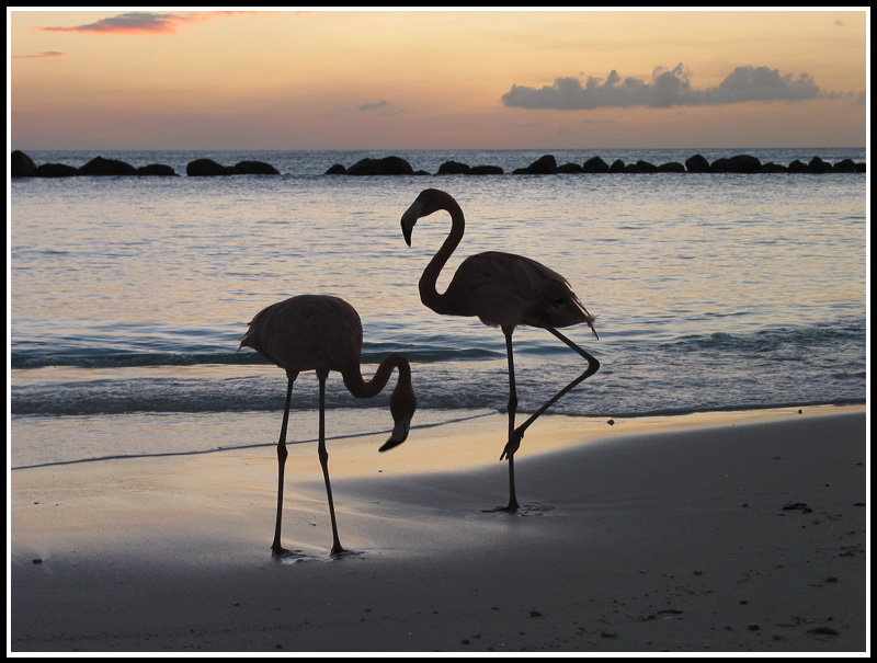 Aruba P40Z DX News Aruba P40Z DX News