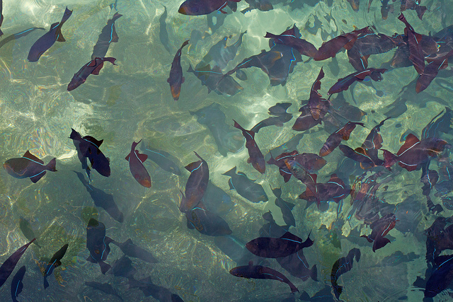 Ascension Island ZD8LP DX News Ascension Island ZD8LP DX News