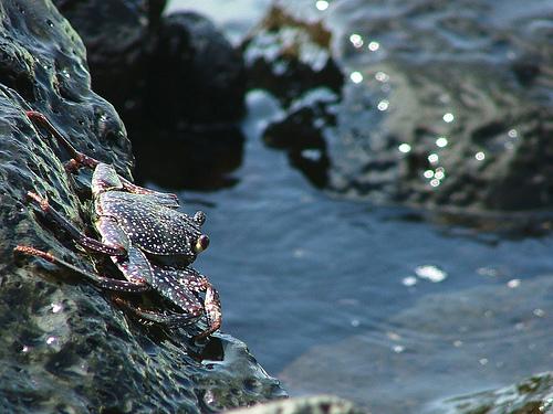 Остров Вознесения ZD8O Остров Вознесения ZD8O