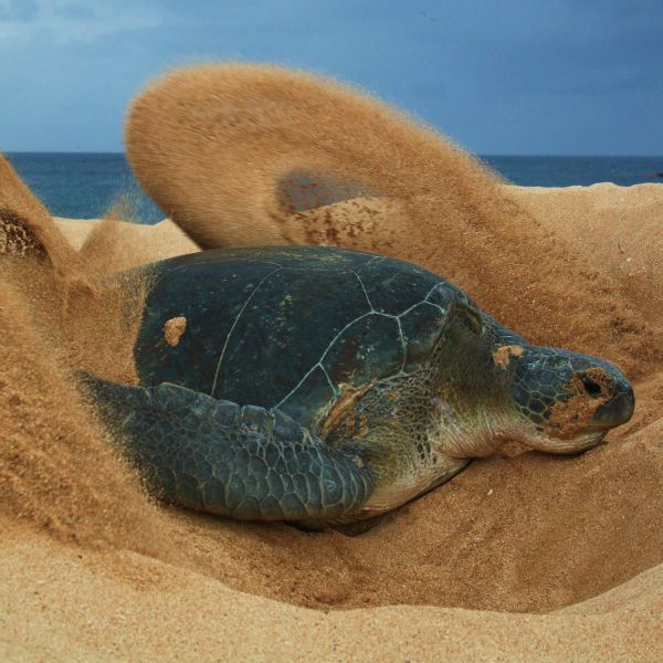 Ascension Island ZD8Z Tourist Attractions Ascension Island ZD8Z Tourist Attractions