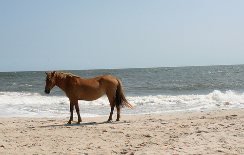 Assateague Island K3I Assateague Island K3I