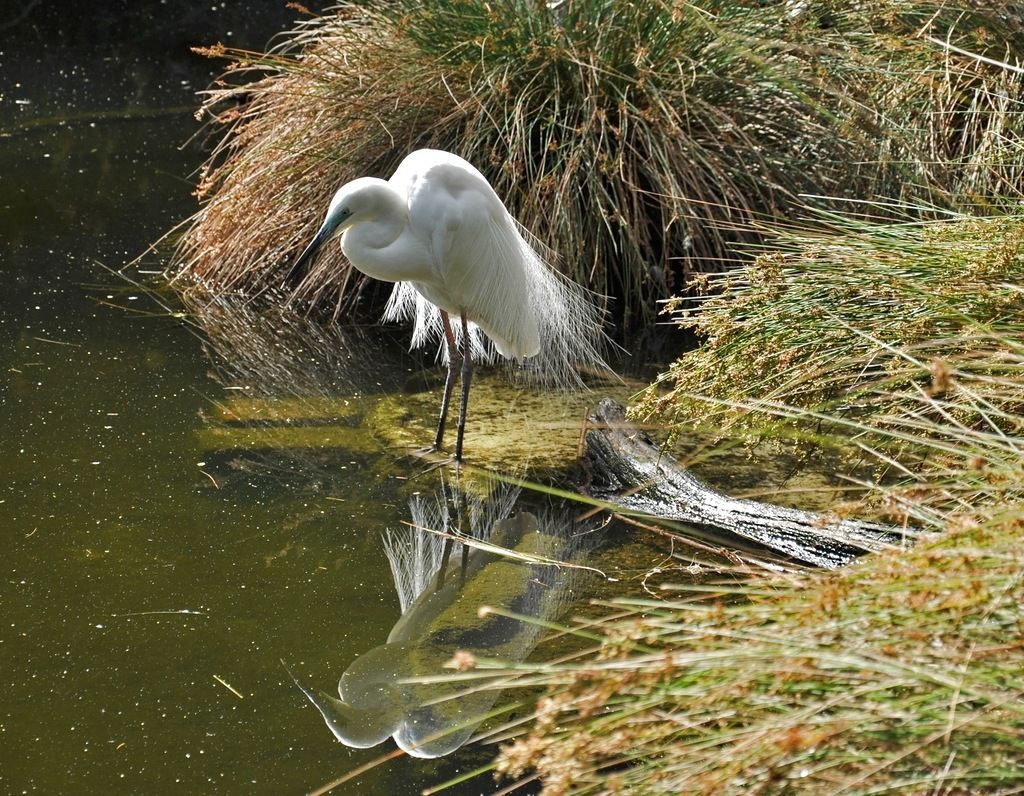 Australia VK6FZM DX News Australia VK6FZM DX News