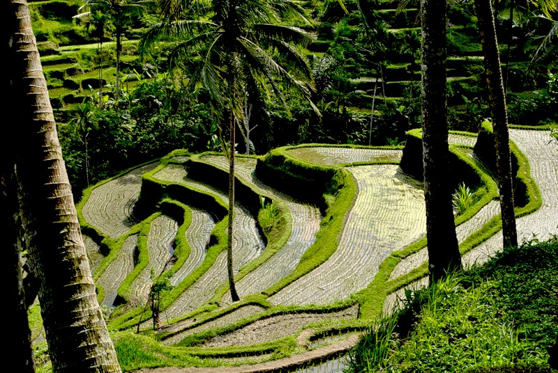 Остров Бали YB9/DJ7XJ Остров Бали YB9/DJ7XJ