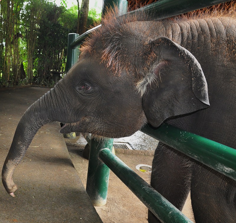 Остров Бали YB9/GM3OOK YB9/G4JVG Рыжий Слоненок Остров Бали YB9/GM3OOK YB9/G4JVG Рыжий Слоненок