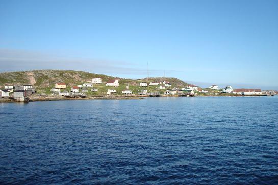 Battle Island Labrador