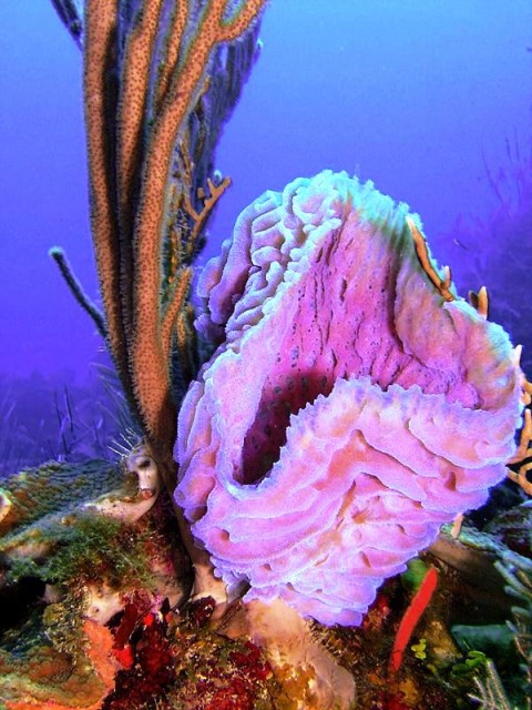 Белиз DX Новости V31TF Подводный мир Белиз DX Новости V31TF Подводный мир