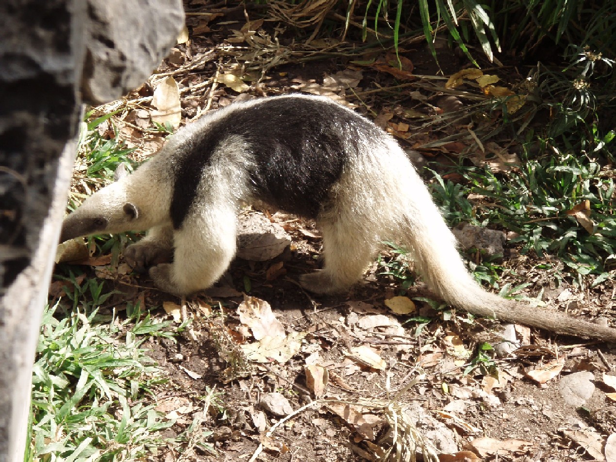 Belize V31BG Anteater DX News Belize V31BG Anteater DX News
