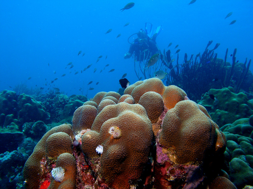 Белиз V31MH V31TS Коралловый Риф Белиз V31MH V31TS Коралловый Риф