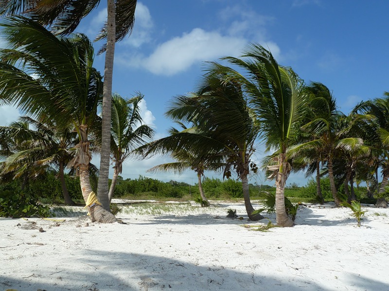 Белиз V31NB Белиз V31NB