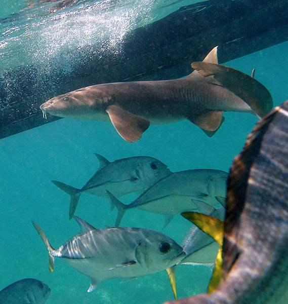 Belize V31NO DX News