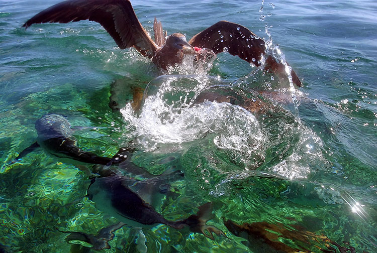 Belize V31RT V31BE DX News