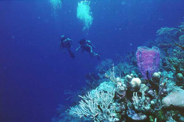 Белиз V31SB Барьерный Риф Белиз V31SB Барьерный Риф