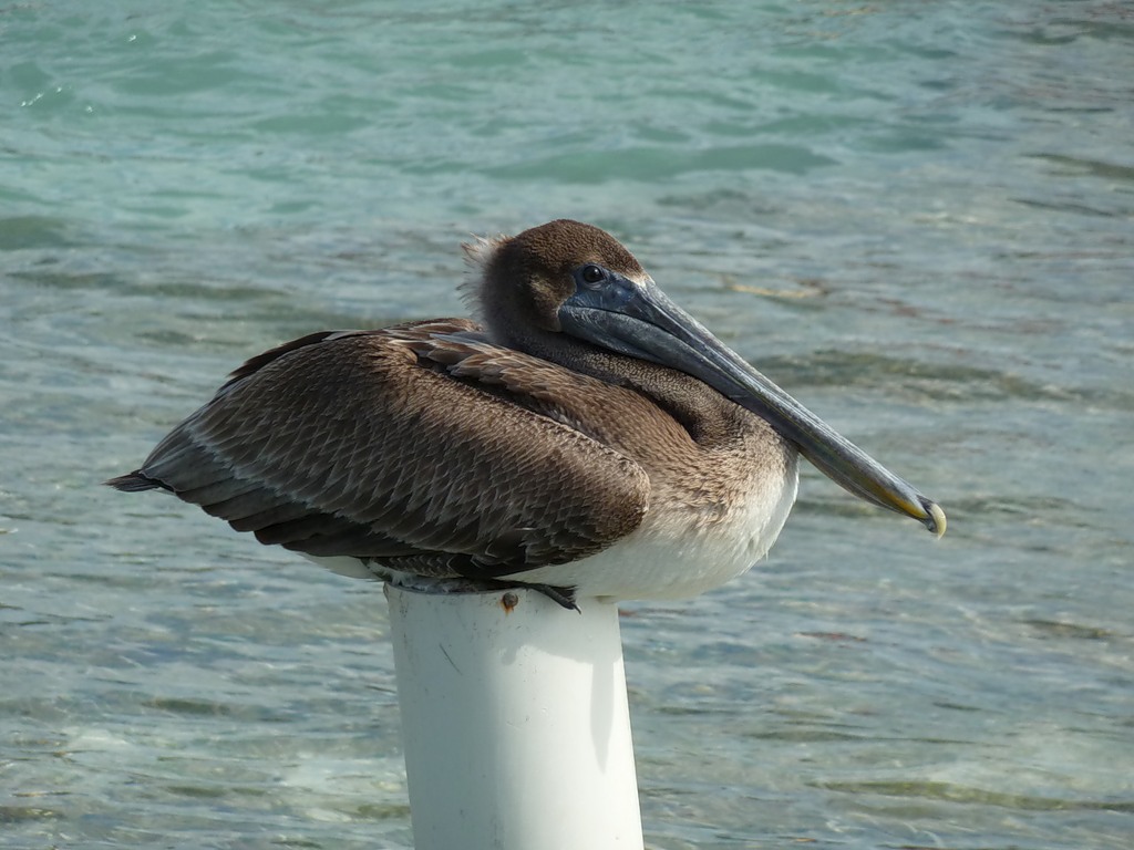 Belize V31WI  Belize V31WI