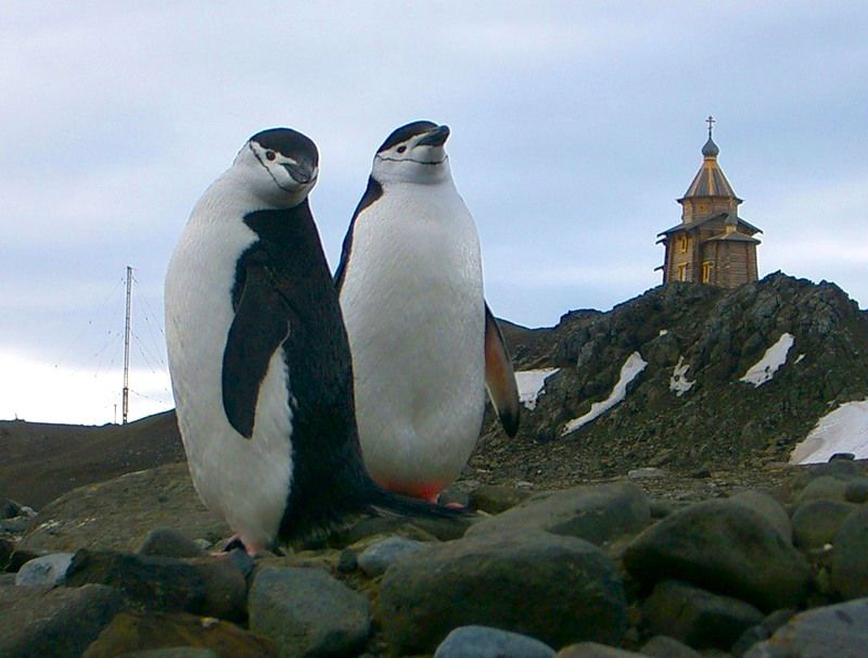 Станция Беллингсгаузен Остров Кинг Джордж Южно Шетландские острова RI59ANT DX Новости Станция Беллингсгаузен Остров Кинг Джордж Южно Шетландские острова RI59ANT DX Новости
