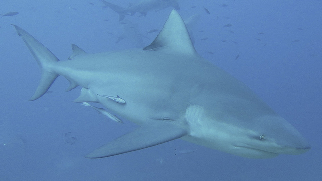 Beqa Island Mgenba Island Fiji 3D2FJ DX News  Beqa Island Mgenba Island Fiji 3D2FJ DX News