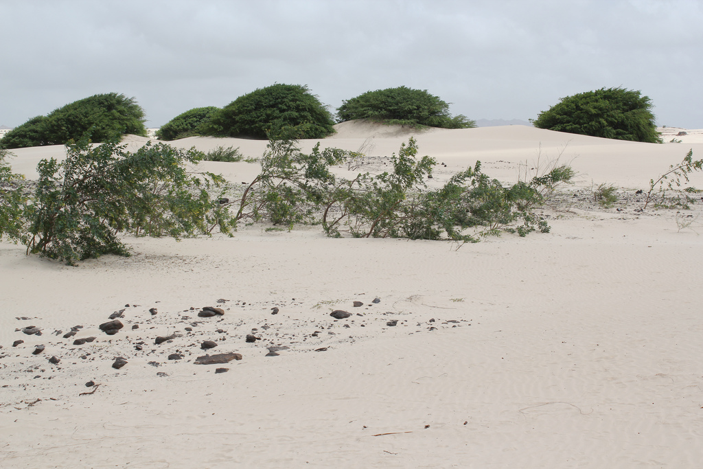 Boa Vista Island D44TWQ Boa Vista Island D44TWQ