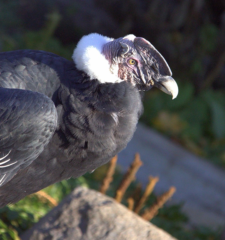 Боливия CP6/DF9GR Кондор Боливия CP6/DF9GR Кондор