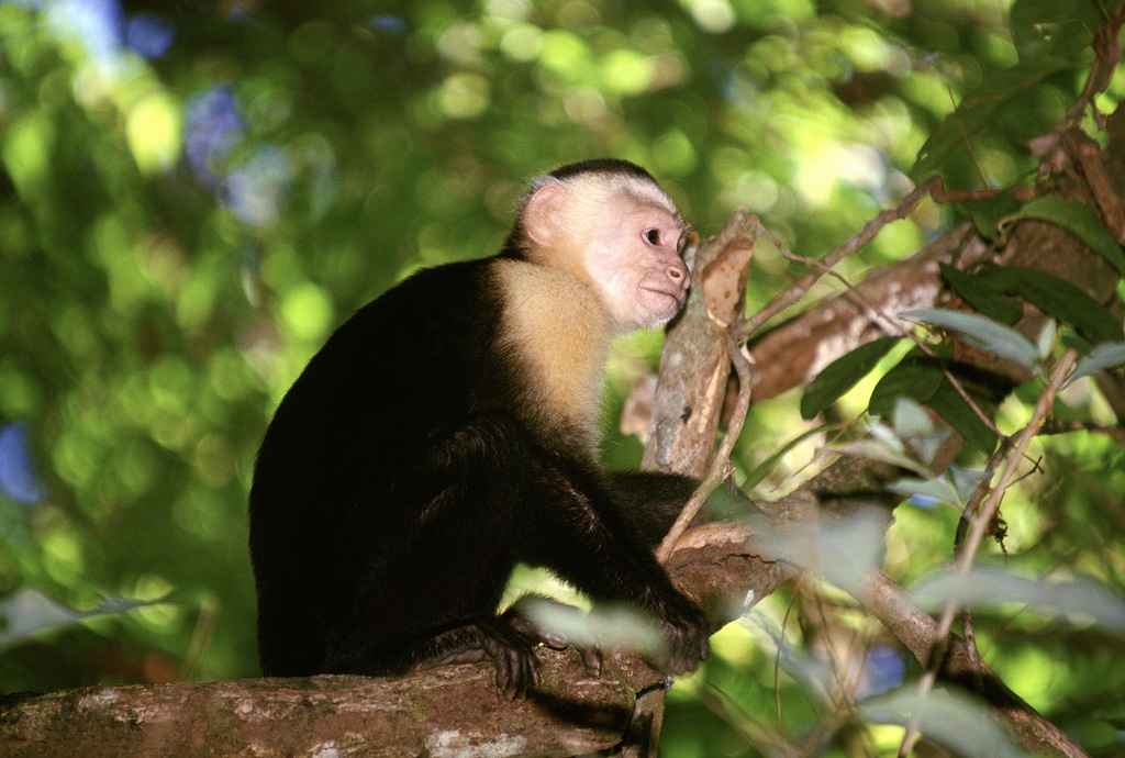 Bolivia CP8/DF7NX Bolivia CP8/DF7NX