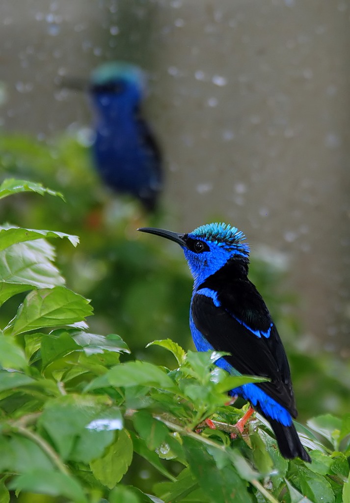 Bolivia DX News CP8/DF7NX Bolivia DX News CP8/DF7NX