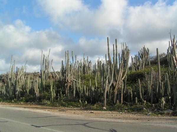 Бонэйр Остров PJ4C Кактусы Бонэйр Остров PJ4C Кактусы